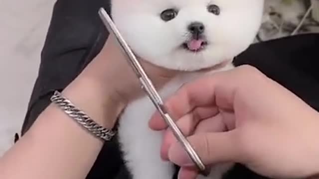 Cute and Funny Baby dog