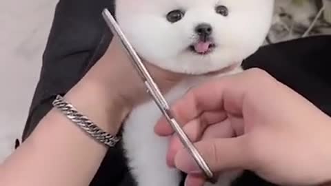 Cute and Funny Baby dog