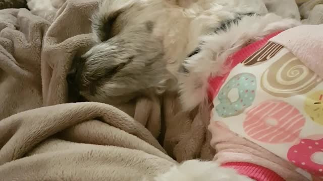 Dog dreams of donut