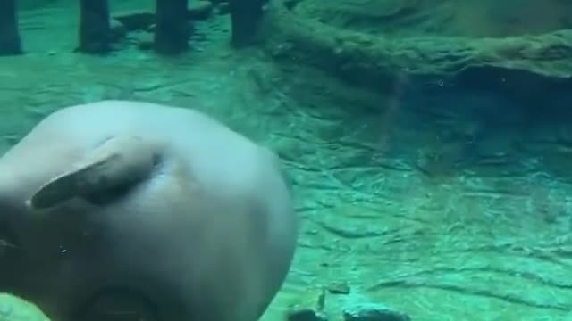 Stunning Smooth Swimming Hippo