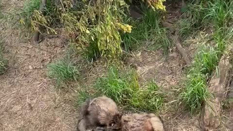 Cute raccoons scratching their backs