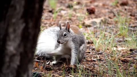 Squirrel cute squirrel