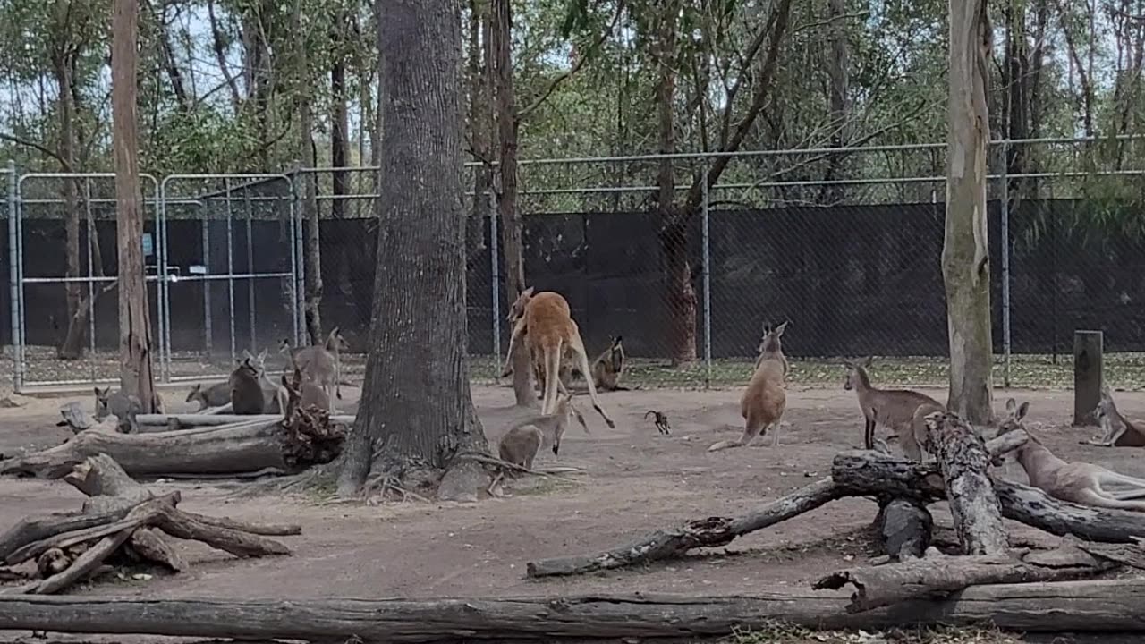 Terrifying Wallaby Makes An Appearance