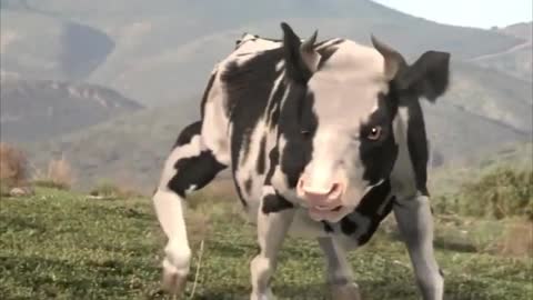 The Funny Man vs Cow Fight HQ_480p