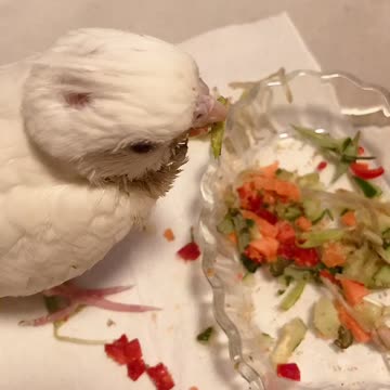 Minibuger cockatiel 7