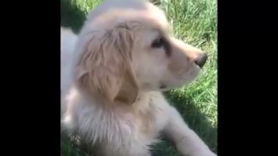 Baby Golden Retriver