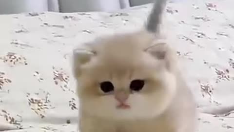 Cute baby kitty sound