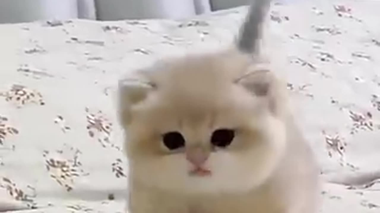 Cute baby kitty sound