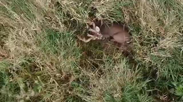 There's a bunch of sika deer hidden in the grass