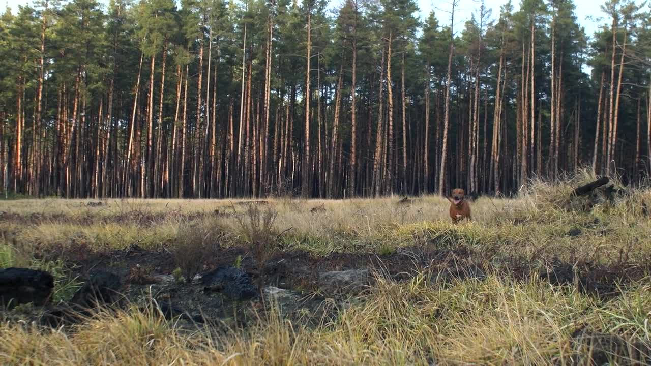 Dog Rhodesian run