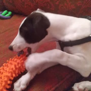 cute greyhound puppy fights off sleep.