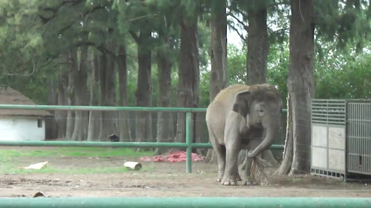 Elephant organized, likes to keep his house clean