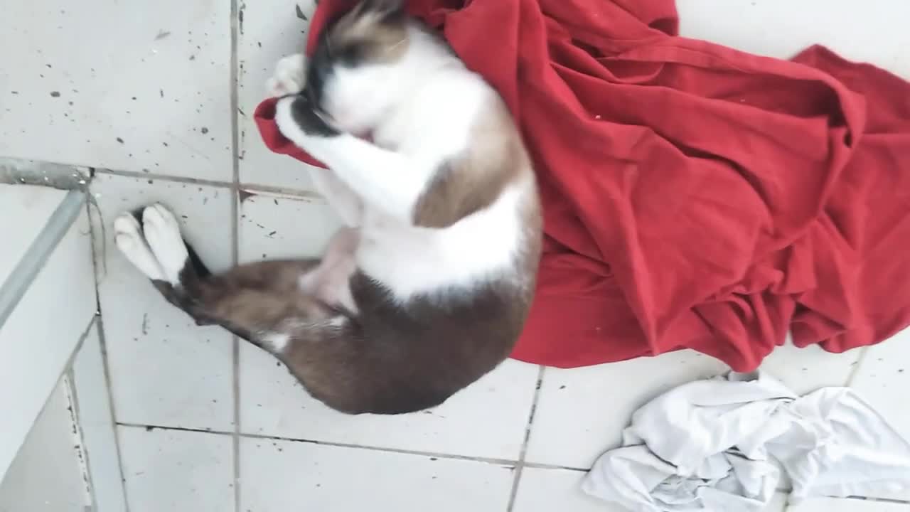 my cat Messi and his kink for rags