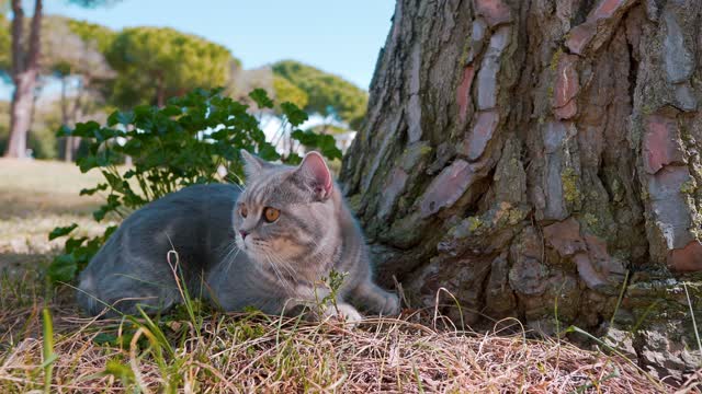 A happy cat