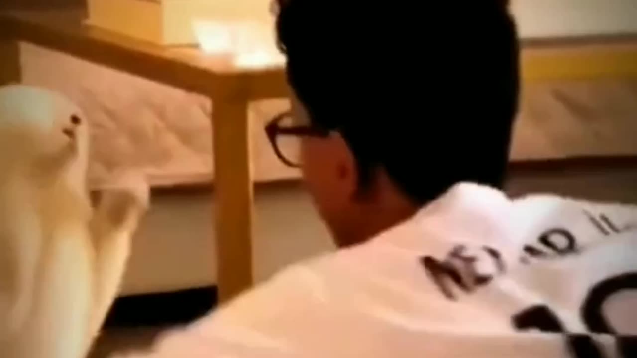 Funny cats video