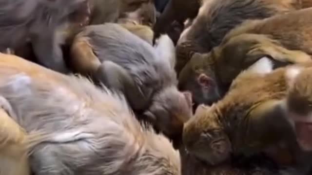 Thirsty Monkeys
