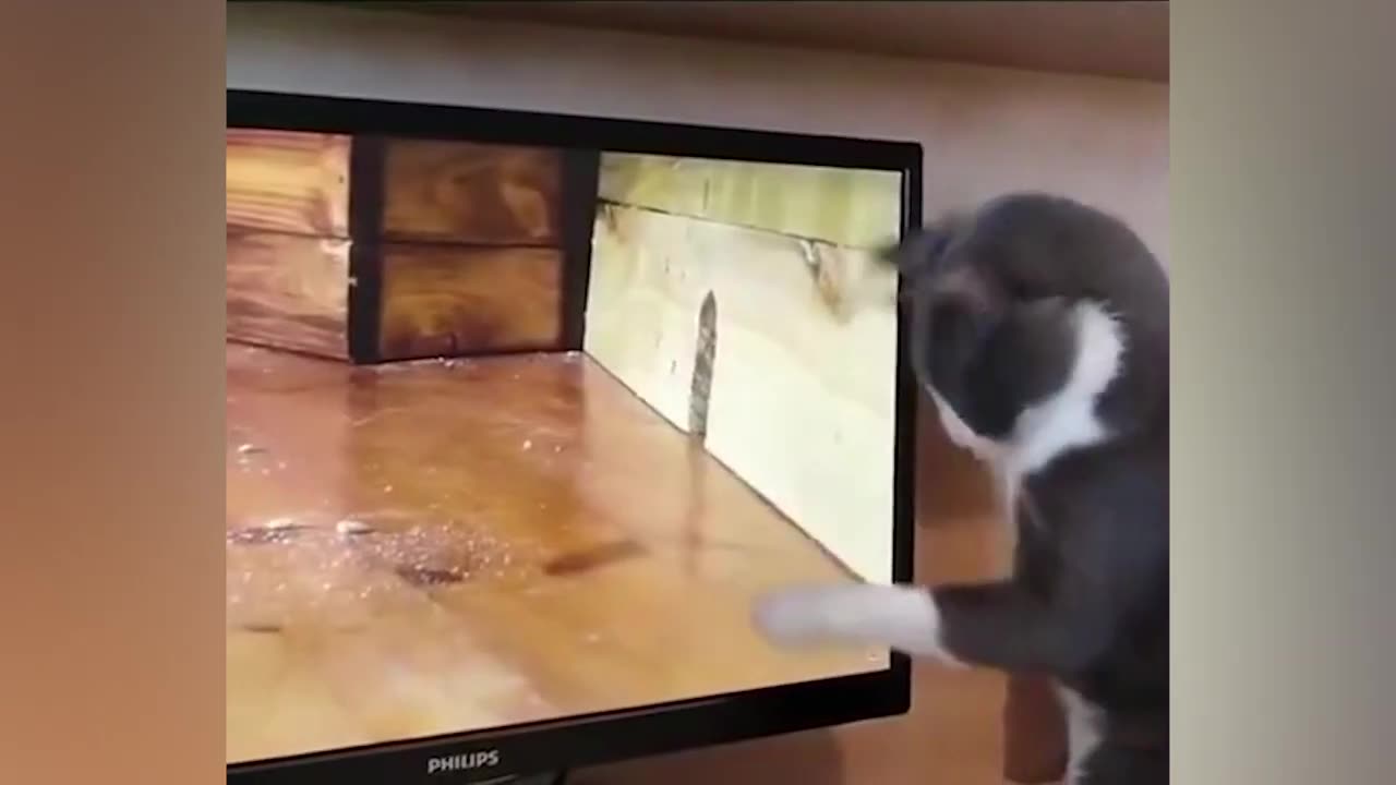 CATS VIDEOS FUNNY 2023