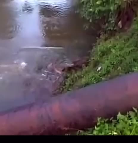 Dog almost gets eaten by alligator