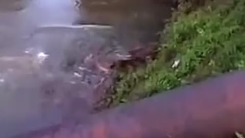 Dog almost gets eaten by alligator