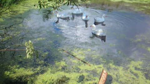 Geese on the pond