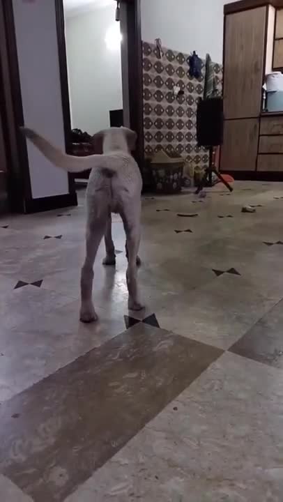 7.🤣🤣🤣 from tiktok @cottonandoat #shorts