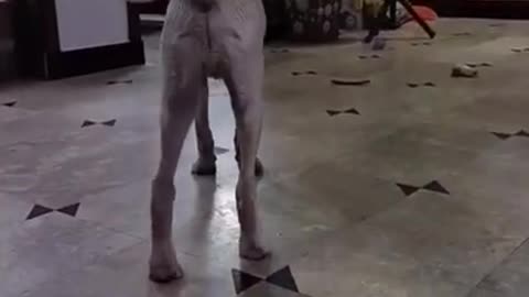 7.🤣🤣🤣 from tiktok @cottonandoat #shorts