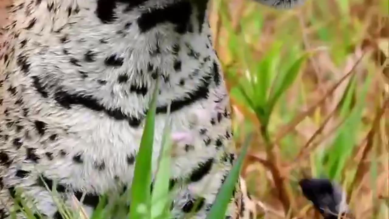 The jaguar is the third largest cat in the world