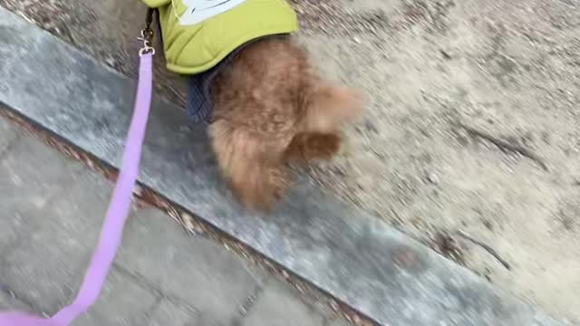 The cutest toy poodle in Korea