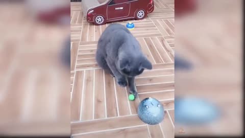 Very Smart Cat Humiliating in the Guess Game