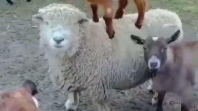 Pets are always making event