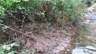 A great summer day for a creek wade! Part 1