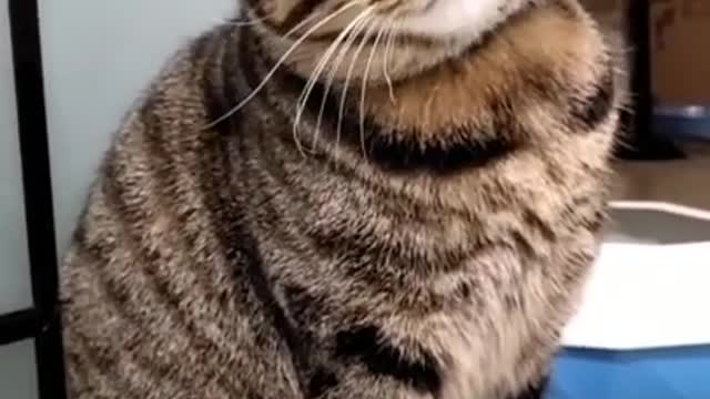 This 💖cat 🐱is almost like a kid😅