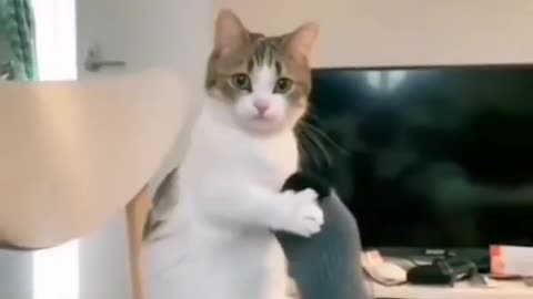 Funny moments with pets THANKS FOR WAT #shorts