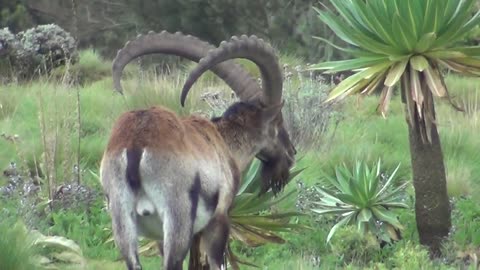 Walia Ibex