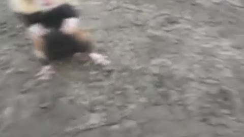 KUNG FU HAMSTER