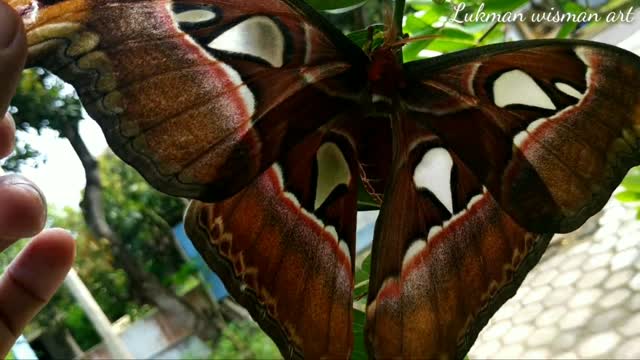 The discovery of a giant butterfly or elephant butterfly that is already rare 5