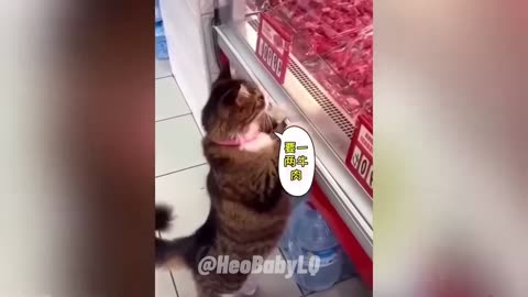 Funny animals - Funny cats and dogs - Funny animal videos 2023🤣