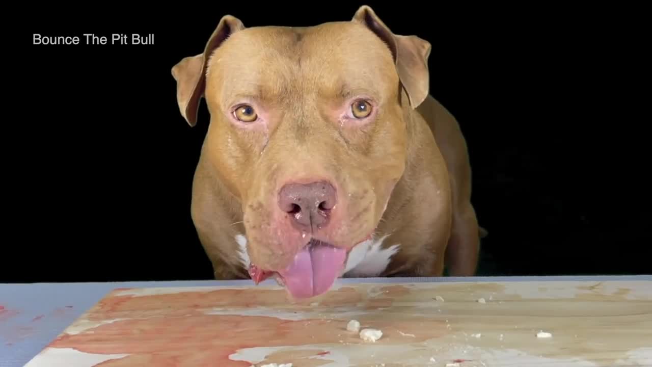 Best Dog ASMR Pit Bull In The World