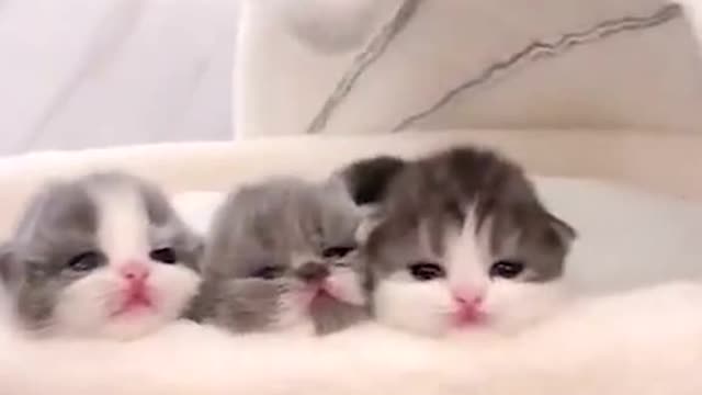 Kitten baby