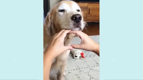 Funny animal videos 🤣🤣🤣🤣🤣