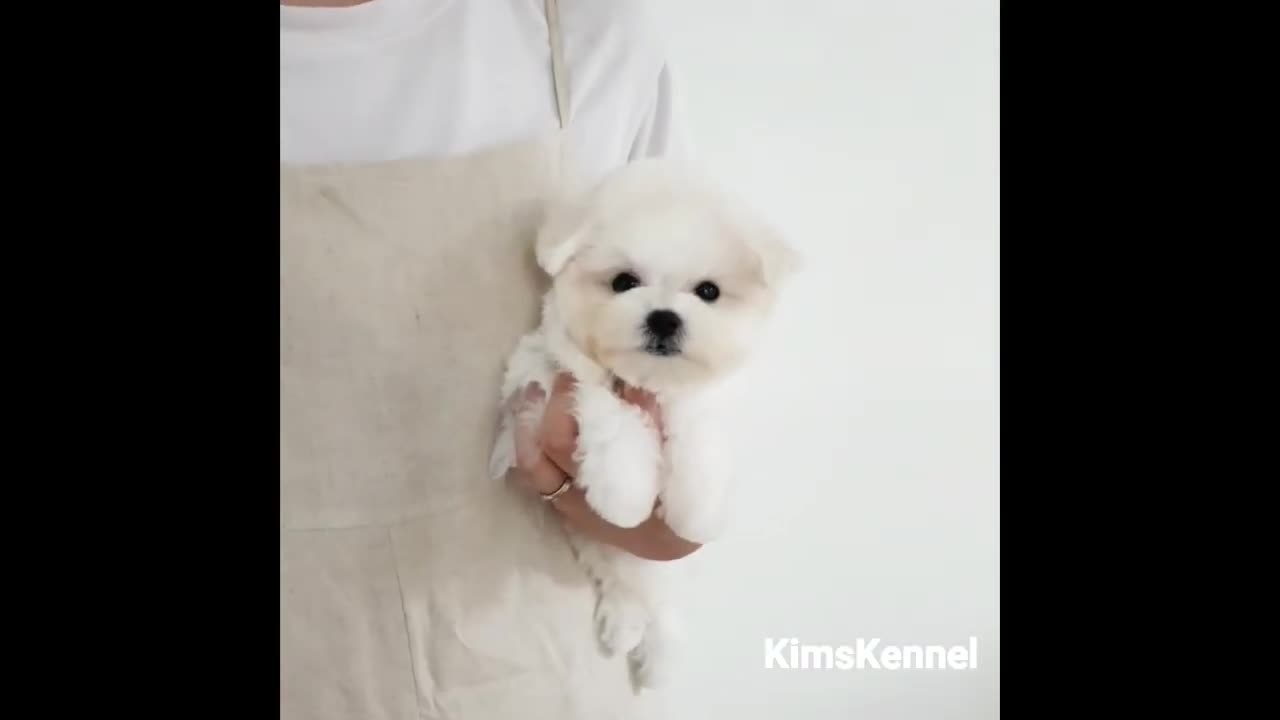 Cute white little puppy