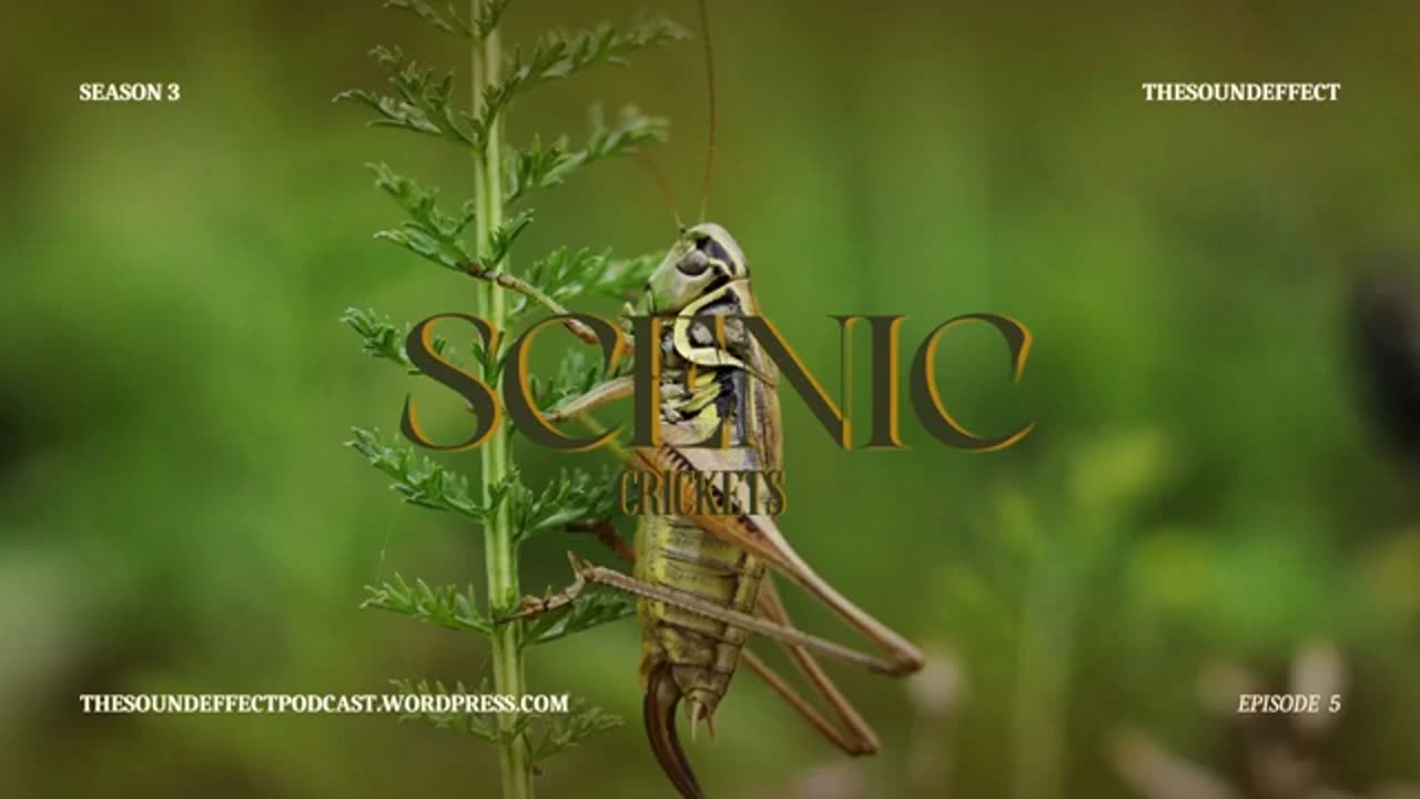 Scenic Sounds | Season 3: Episode: 5 | Crickets (ASMR)