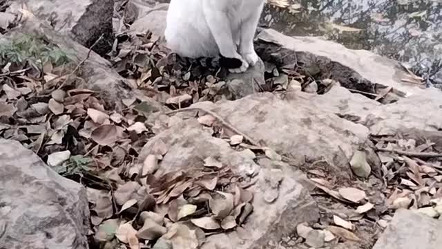 Cat Video By Kingdom of Awais