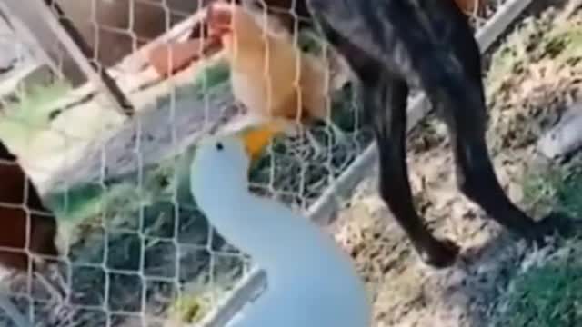 Cute Animals & Funny Pets Video Compilation. Watch These Adorable Animals And