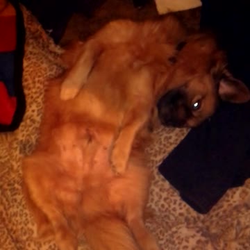 A dog sleeps as host