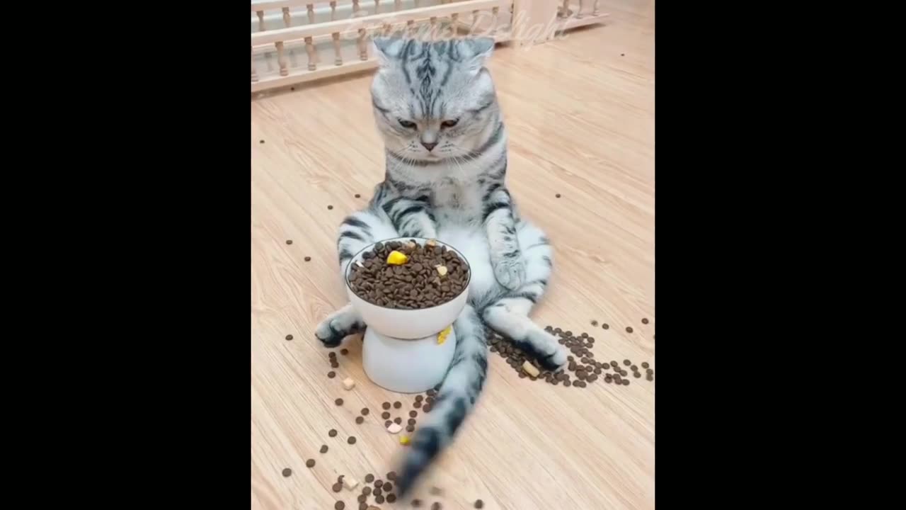 Funny Cats Videos