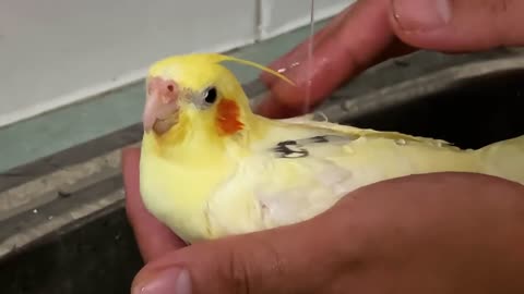 3 Different Reactions when cockatiels being washed in summer