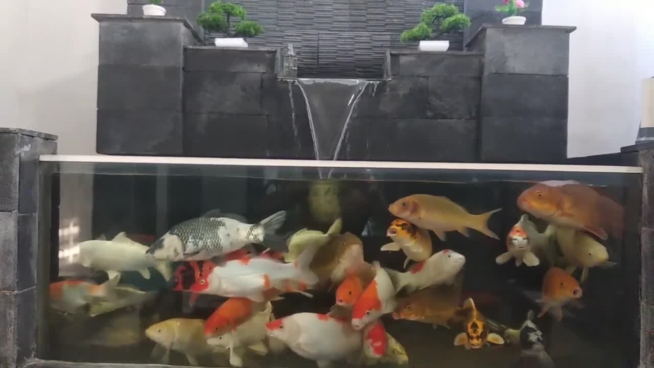 Koi fish pond