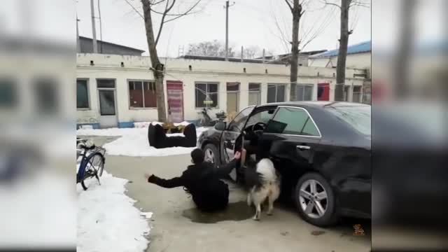Baby Dogs - Cute and Funny Dog Videos Compilation #25 | Aww Animals
