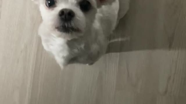 a lovely-eyed puppy